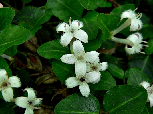 {Mitchella repens}